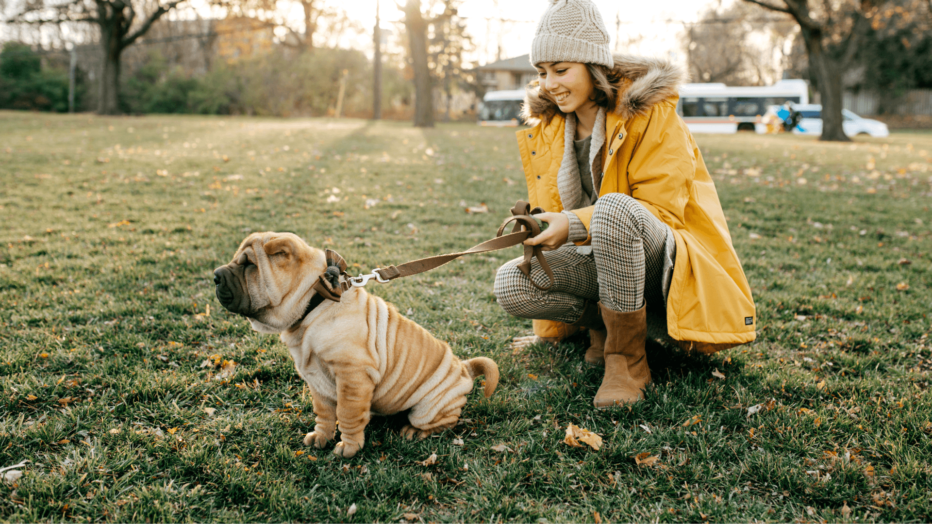 Get a Dog Walking Job - Student Saviour